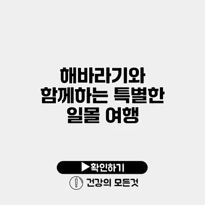 해바라기와 함께하는 특별한 일몰 여행